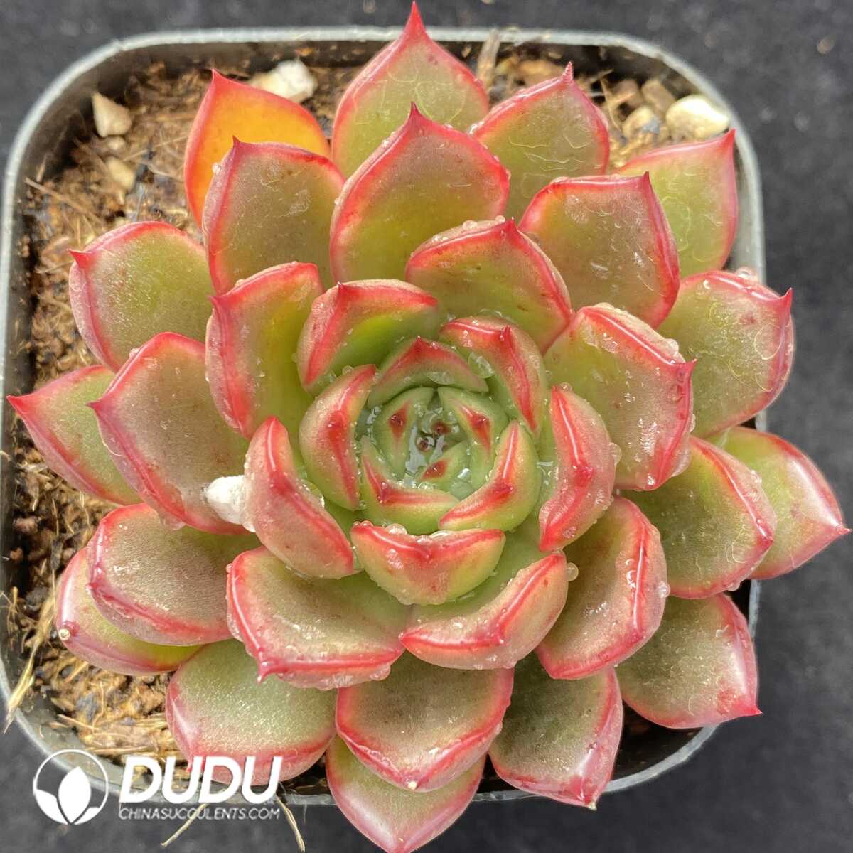 e201-468.jpg Echeveria Red Bells - Image 1