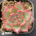Echeveria Jin Luo Liditi
