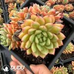 Echeveria Mango-Cheese Medley Clustering