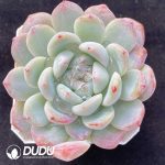 Echeveria X1