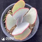 Cotyledon Orbiculata Hakubi