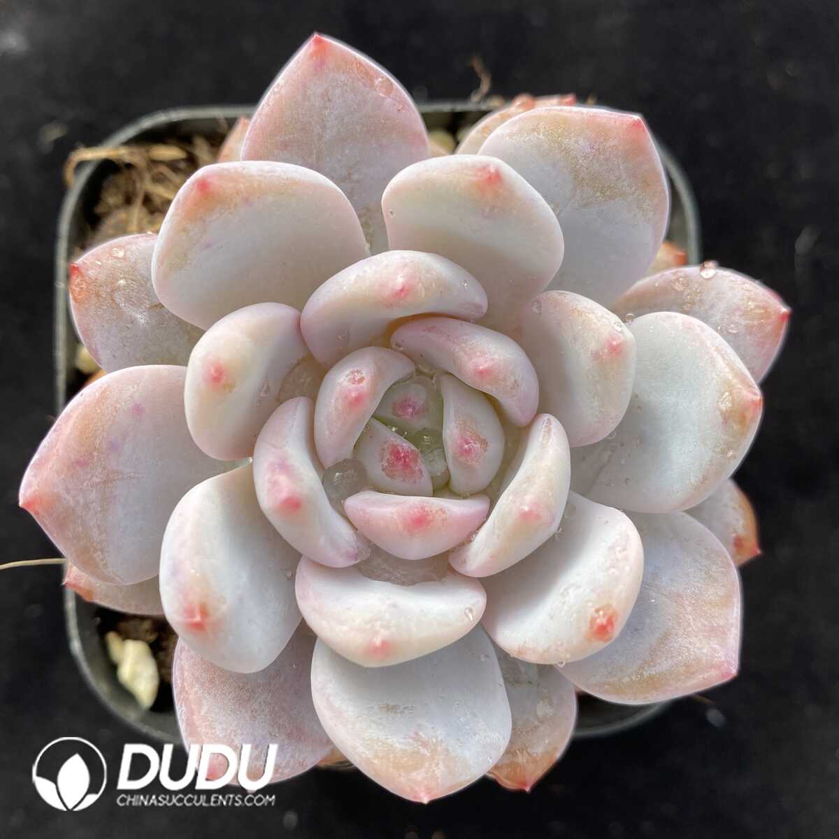 e201-472.jpg Echeveria Elegans Potosina - Image 1