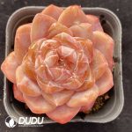 Echeveria Ice Soul