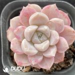 Echeveria Bai Lu