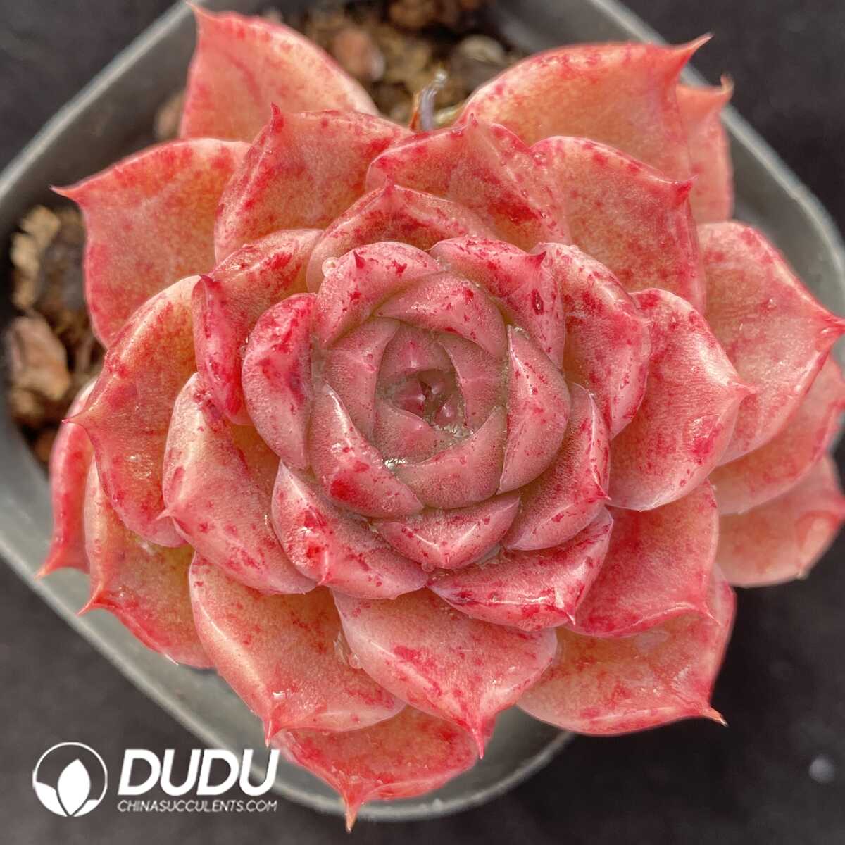 e201-475.jpg Echeveria Xiang Ni - Image 1