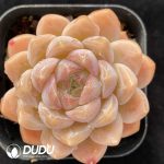 Echeveria Creamy Rose