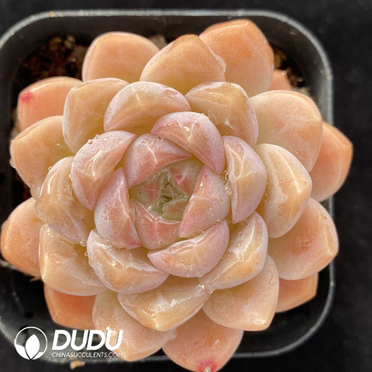 e201-476.jpg Echeveria Creamy Rose - Image 1