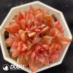 Echeveria Tesla Clustering