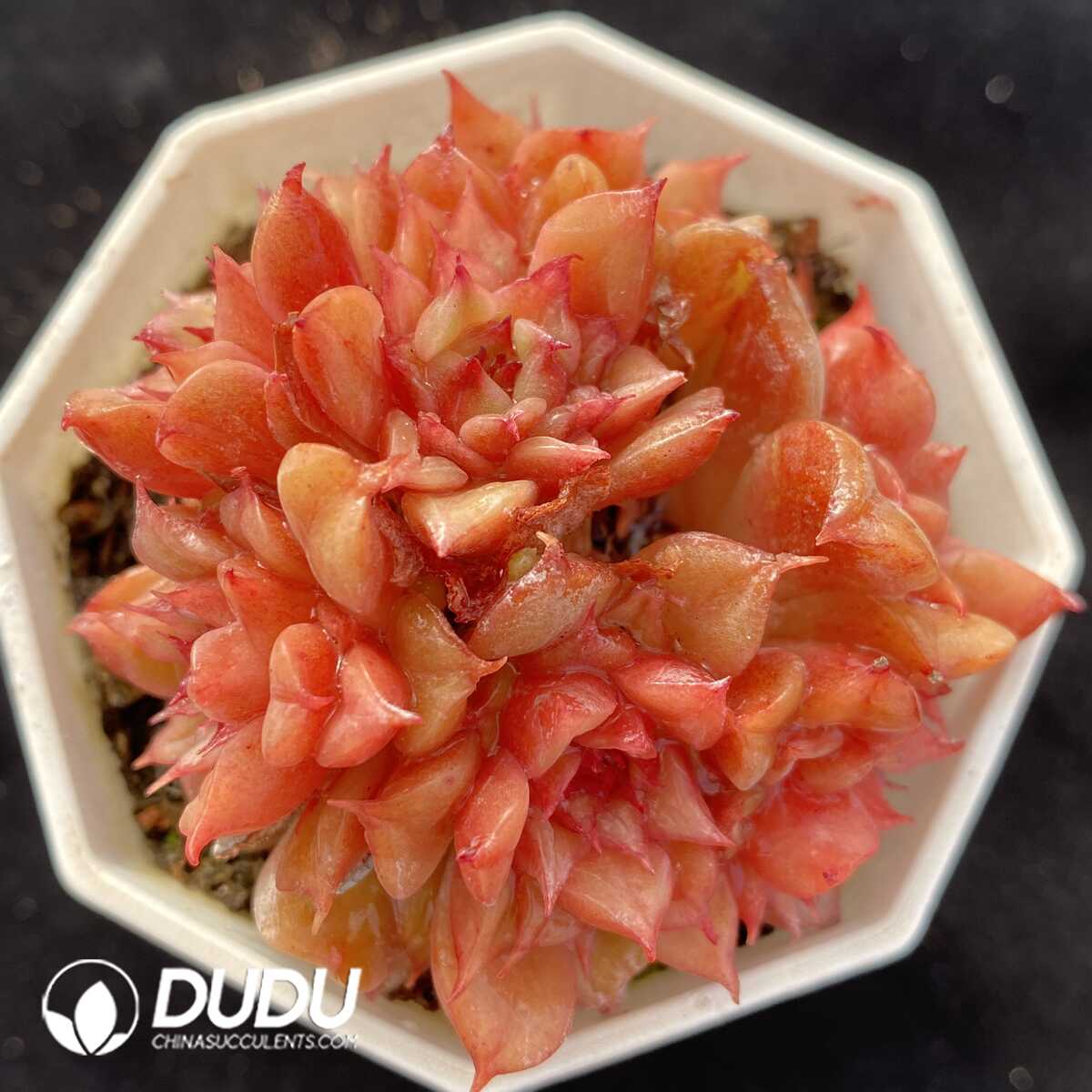 e201-477.jpg Echeveria Tesla Clustering - Image 1