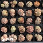 Echeveria Elegans Alba Hybrid