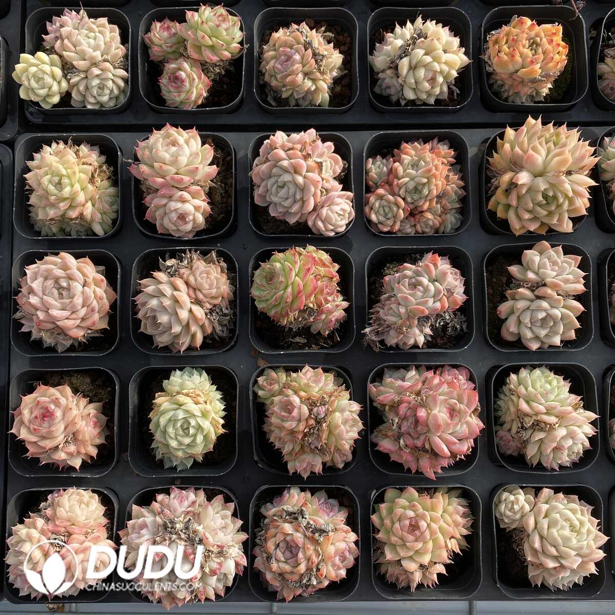 e201-478.jpg Echeveria Elegans Alba Hybrid - Image 1