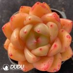 Echeveria Anke