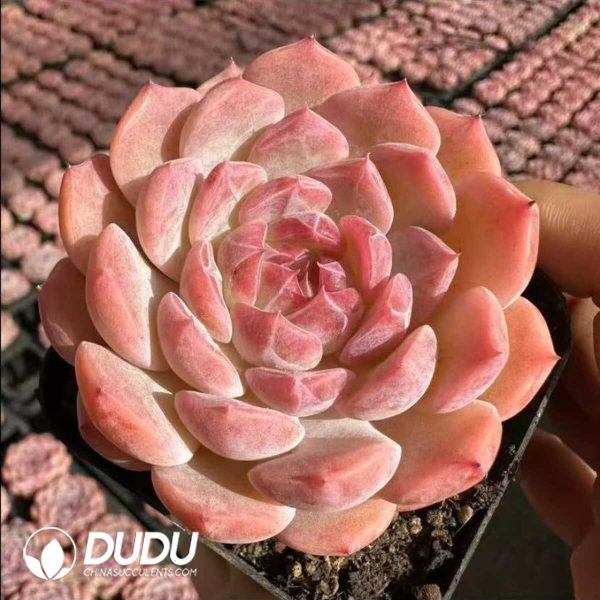 e201-48.jpg Echeveria Sex Spirit Fox - Image 1