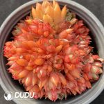 Echeveria Red Wine Peach Clustering