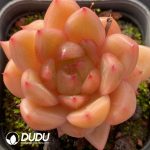 Echeveria Jenny