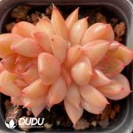 Echeveria Jenny Double Head