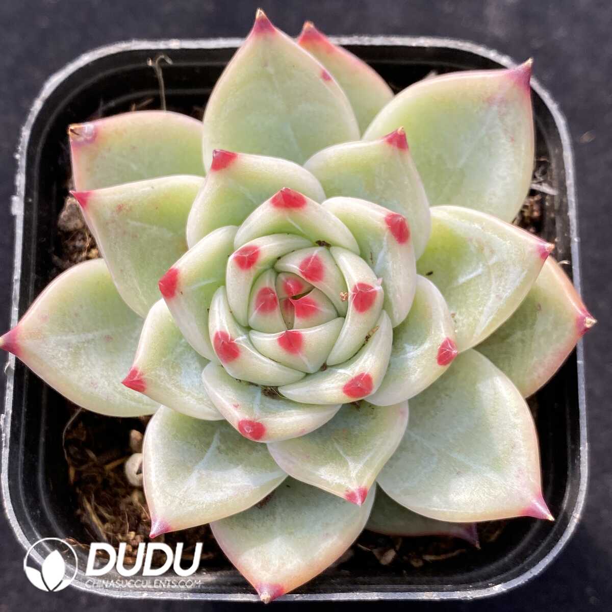 e201-483.jpg Echeveria Chihuahua - Image 1