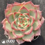 Echeveria Proly
