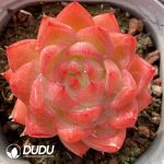 Echeveria Flower Song
