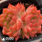 Echeveria Flower Song Double Head
