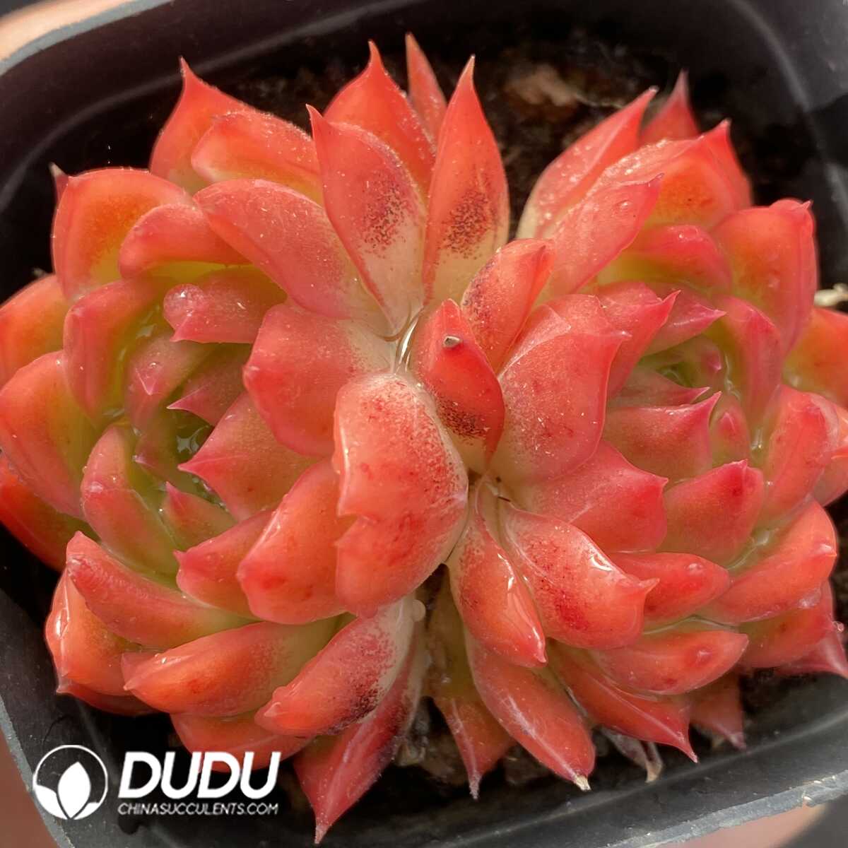 e201-486.jpg Echeveria Flower Song Double Head - Image 1