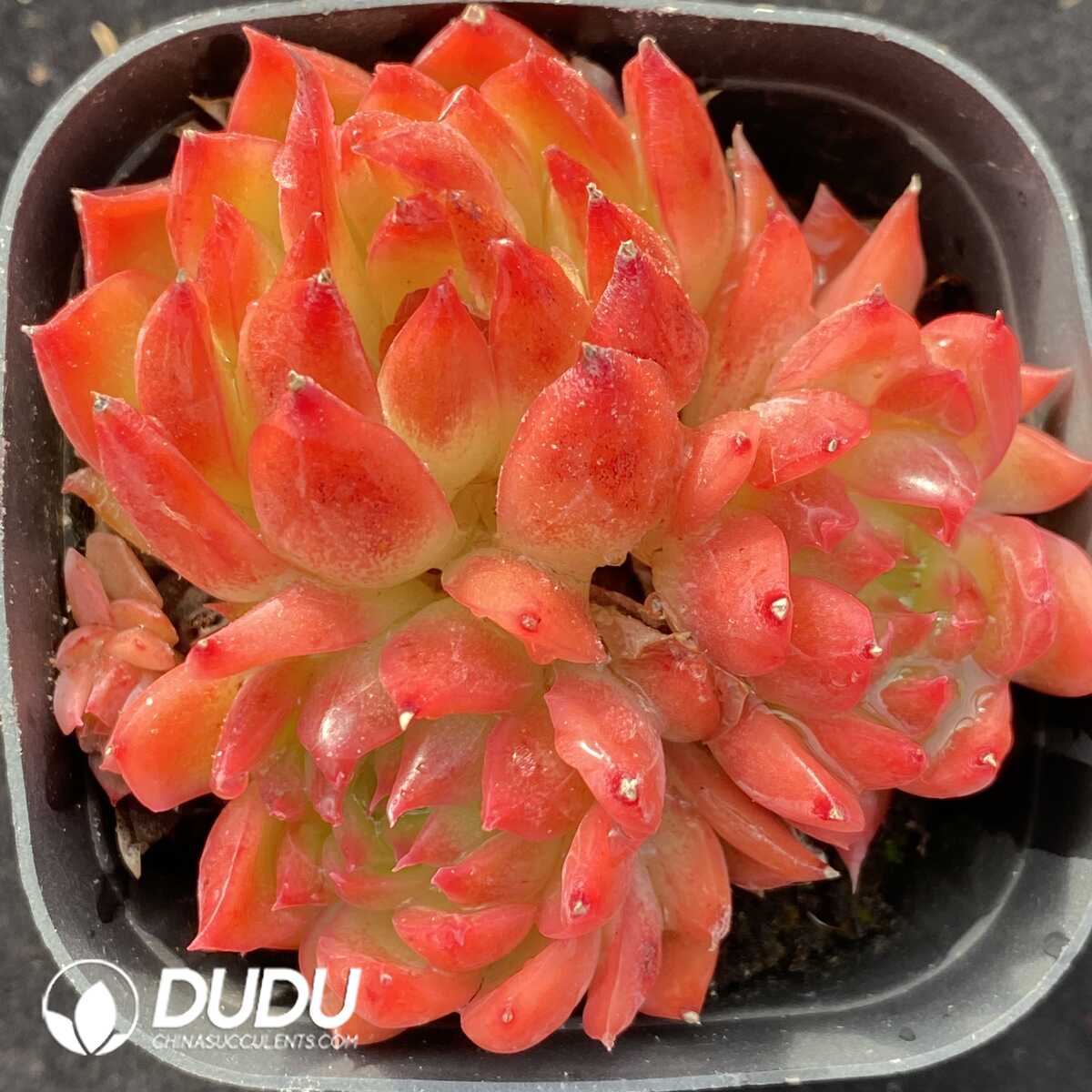 e201-487.jpg Echeveria Flower Song Clustering - Image 1