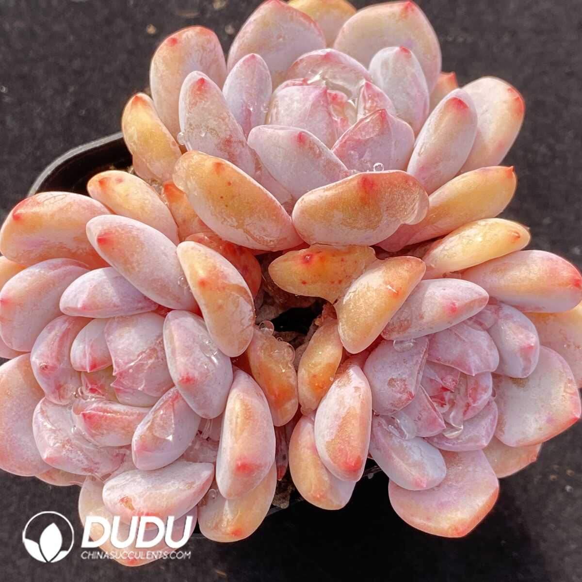 e201-488.jpg Echeveria Elegans Potosina Clustering - Image 1