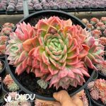 Echeveria The Evening Glow Fairy Clustering