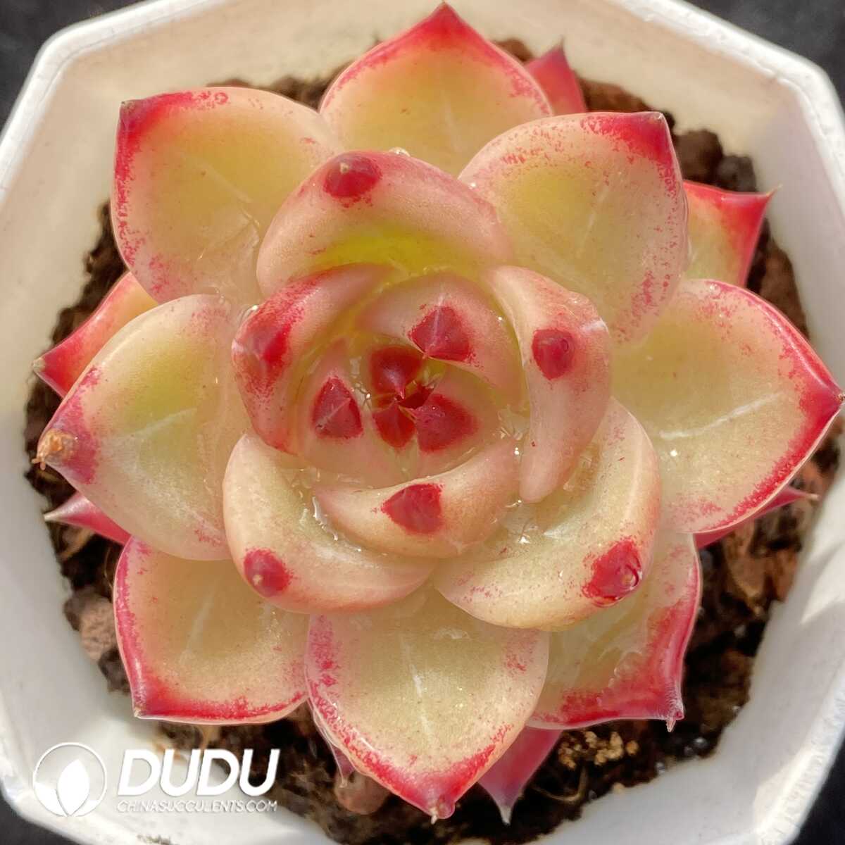 e201-490.jpg Echeveria Blue Dragon - Image 1