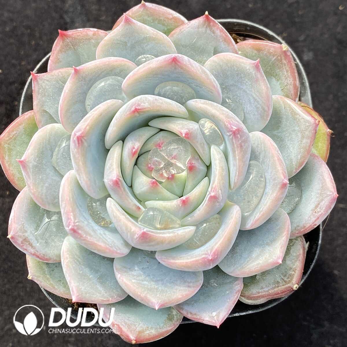 e201-491.jpg Echeveria carol - Image 1