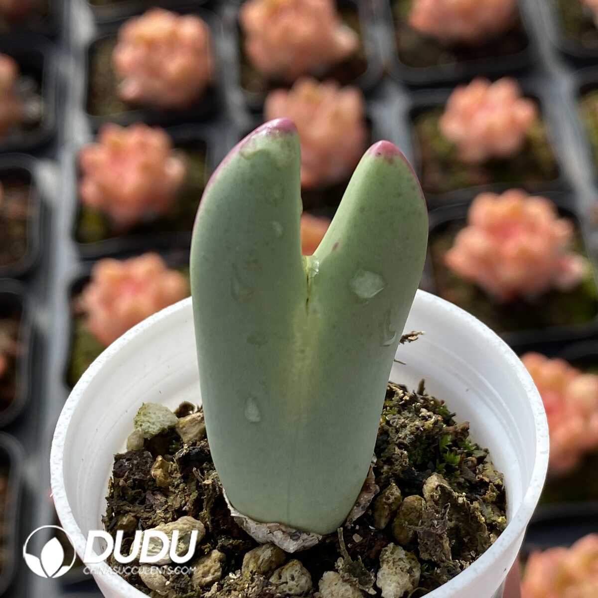 e201-492.jpg Conophytum bilobum - Image 1