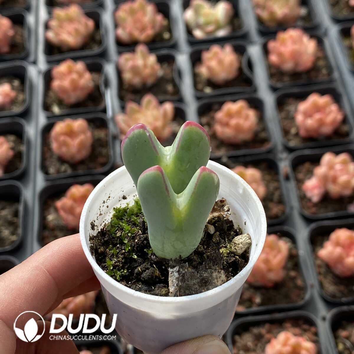 e201-493.jpg Conophytum bilobum Double Head - Image 1