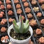 Conophytum bilobum Clustering