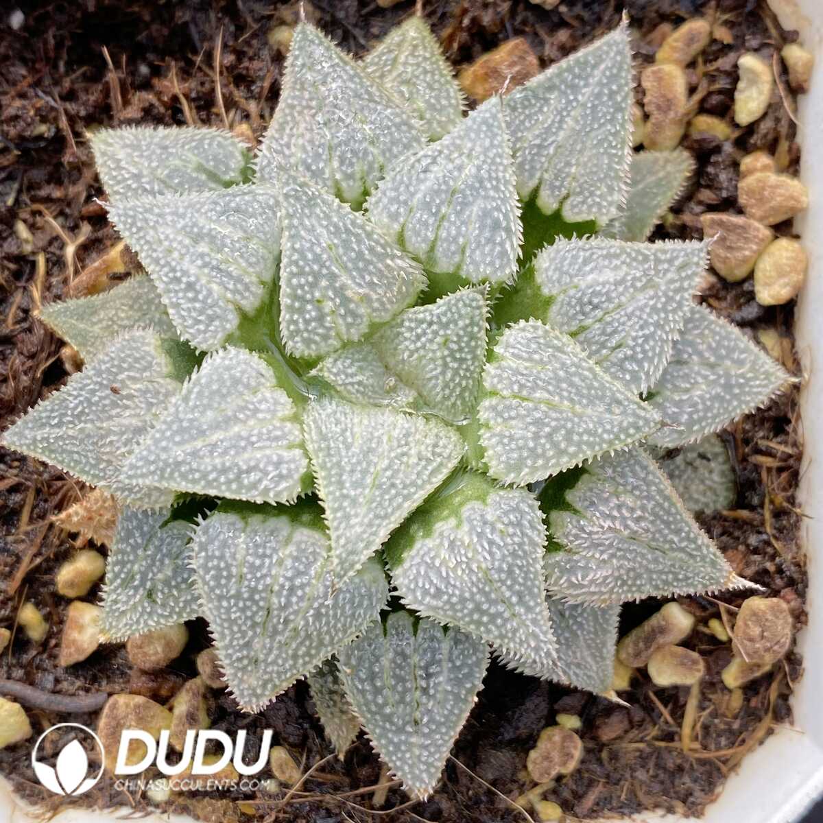 e201-495.jpg Haworthia Dreamy White Christmas - Image 1