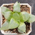 Haworthia Glacier