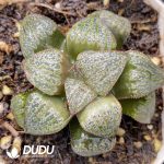 Haworthia magnifica v. splendens