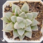 Haworthia cooperi