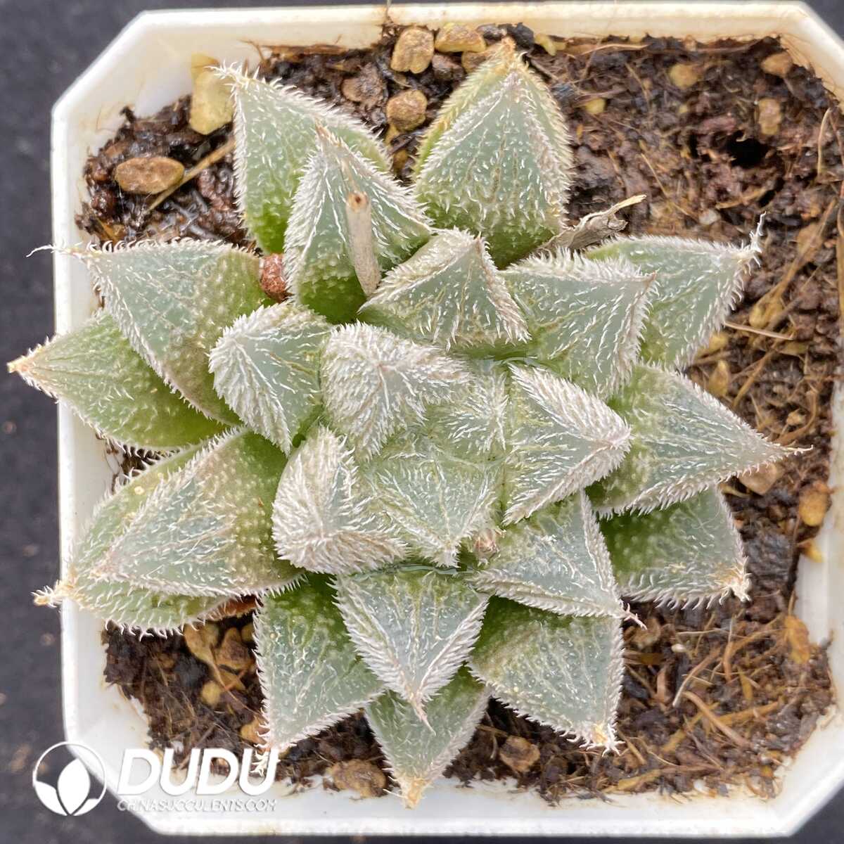 e201-498.jpg Haworthia cooperi - Image 1