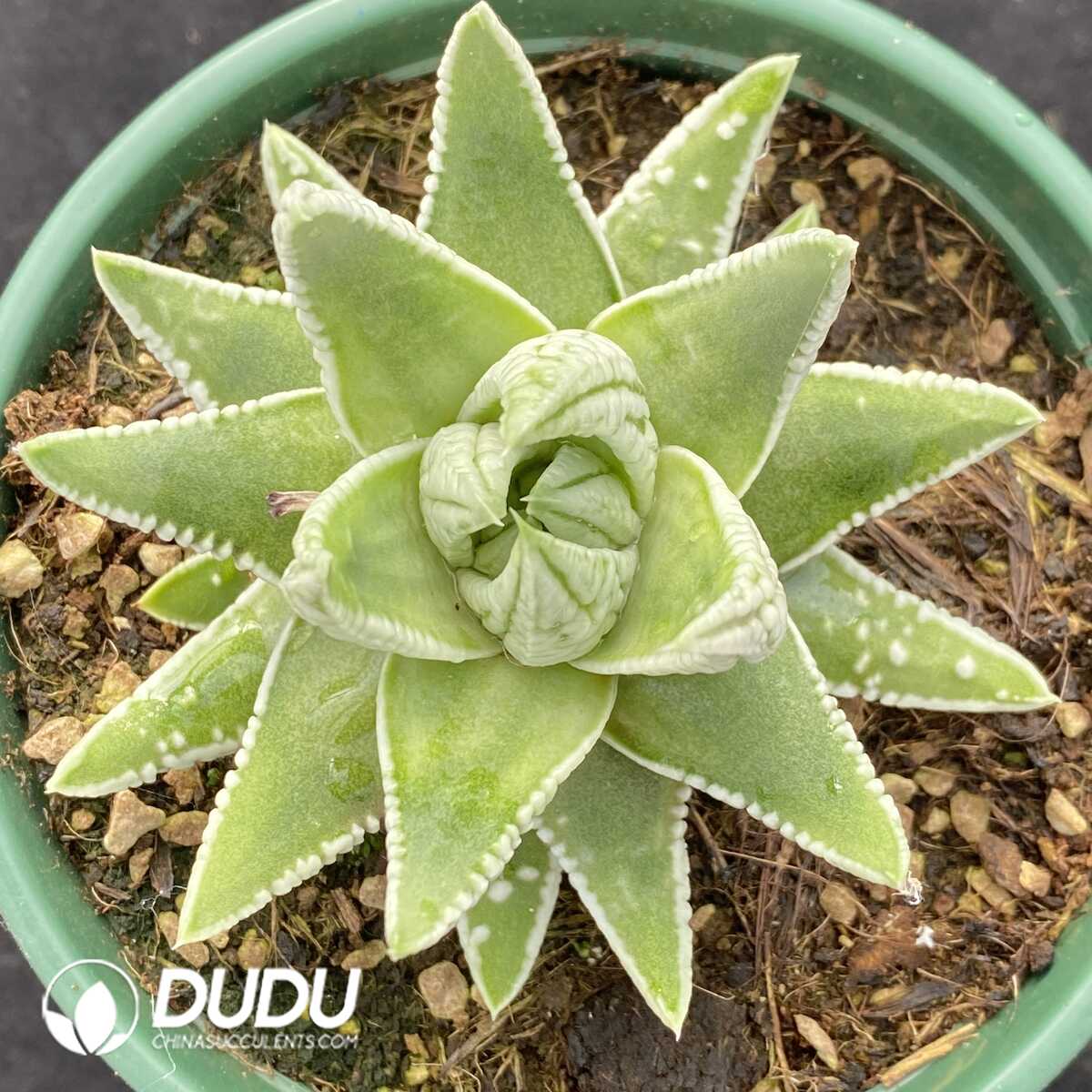 e201-499.jpg Haworthia Angel's Tears - Image 1