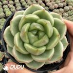 Echeveria Sunny Sky Jenny‌