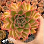 Echeveria Golden Wheat