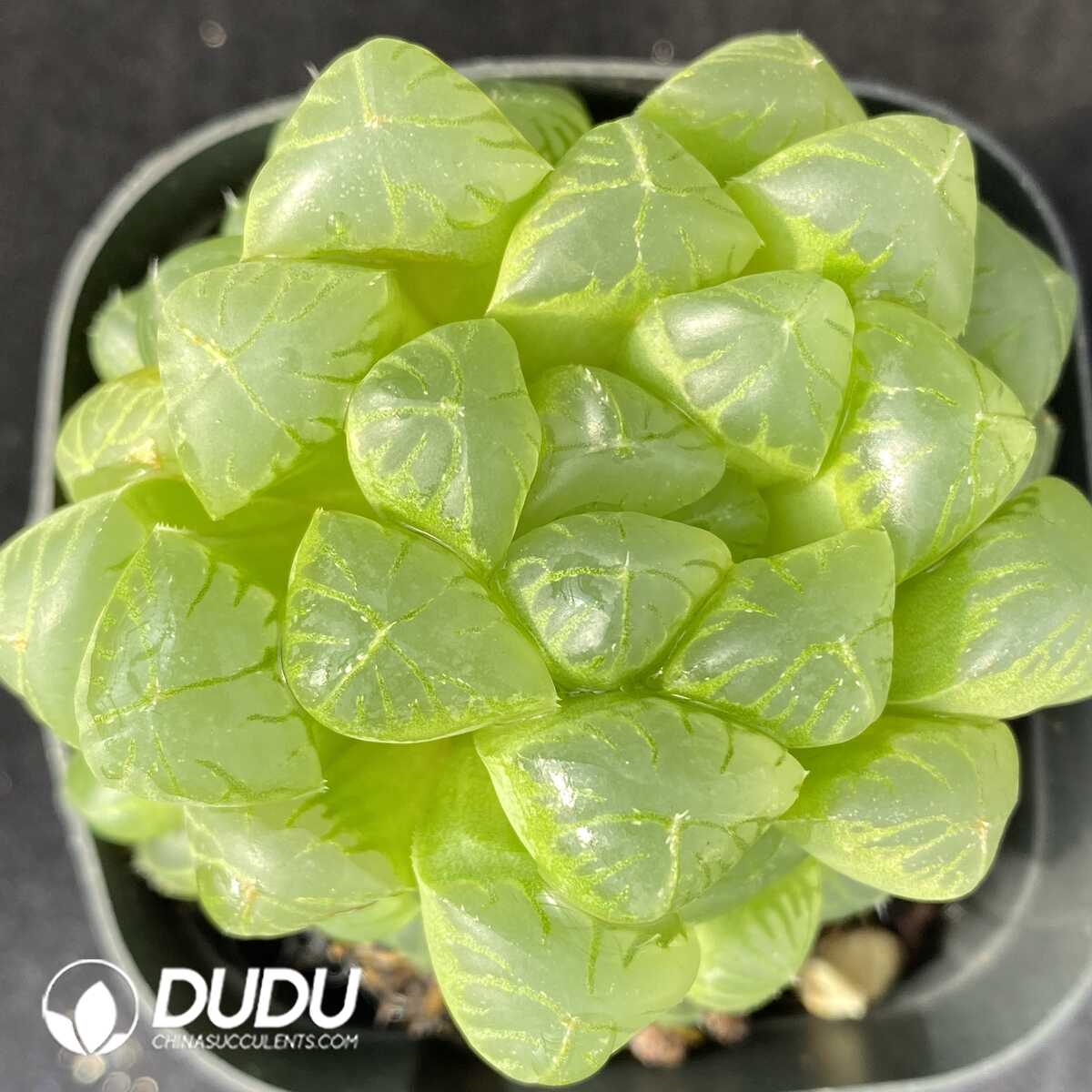 e201-500.jpg Haworthia cooperi var. pilifera - Image 1