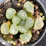 Haworthia truncata var. maughanii