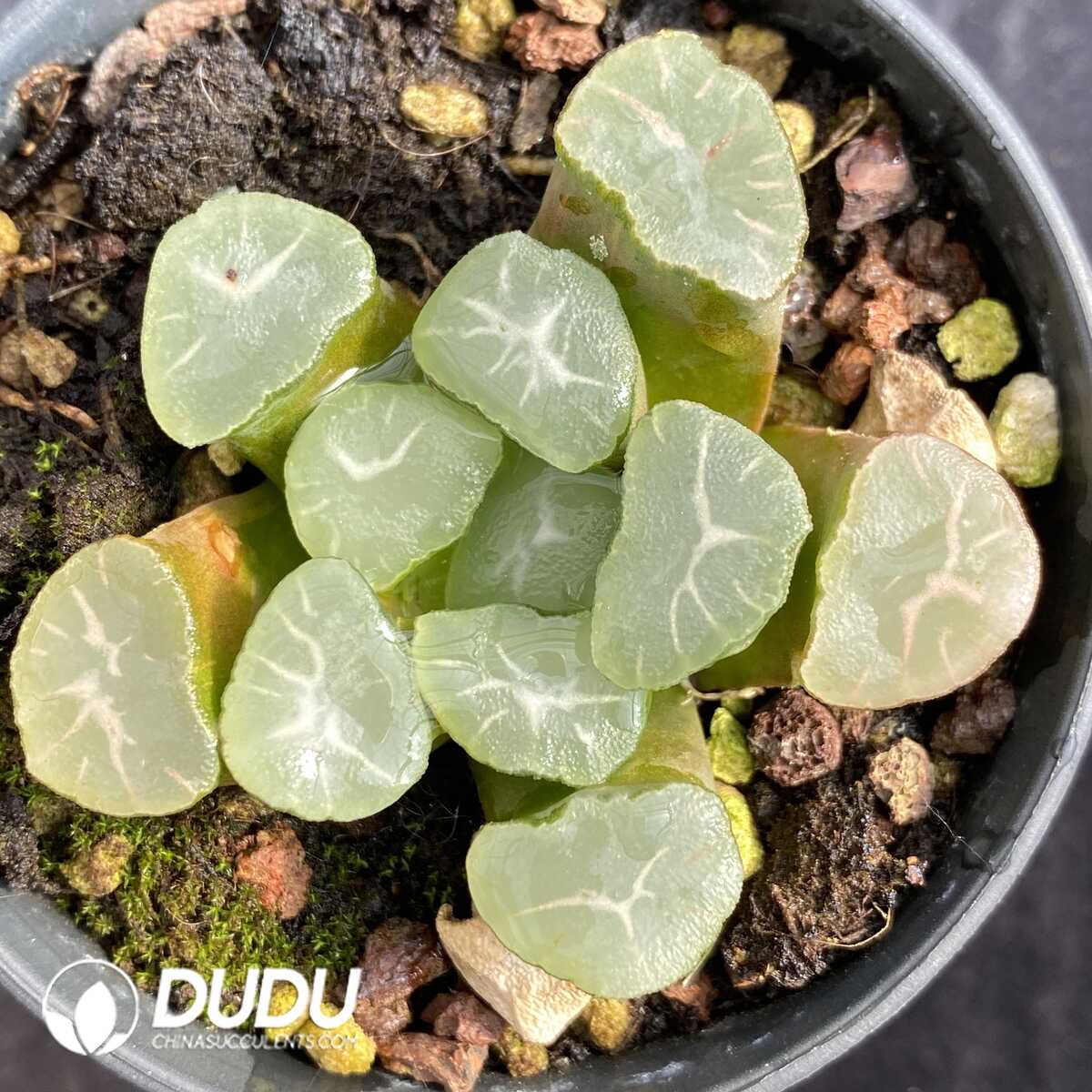 e201-501.jpg Haworthia truncata var. maughanii - Image 1