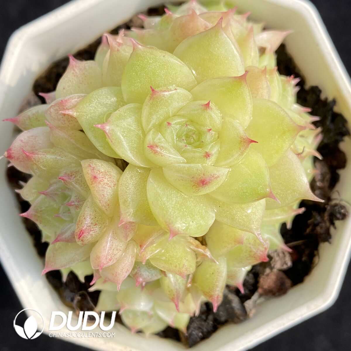 Echeveria Malgan Clustering – Dudu Wholesale Rare Live Succulents ...