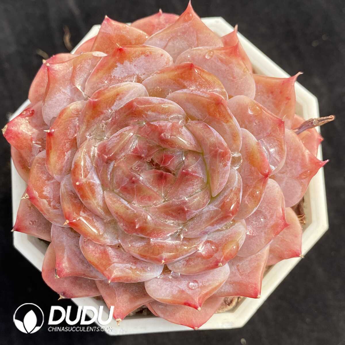 e201-503.jpg Echeveria Rosalia - Image 1