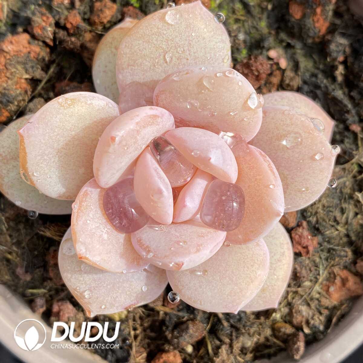 e201-504.jpg Echeveria Matcha - Image 1