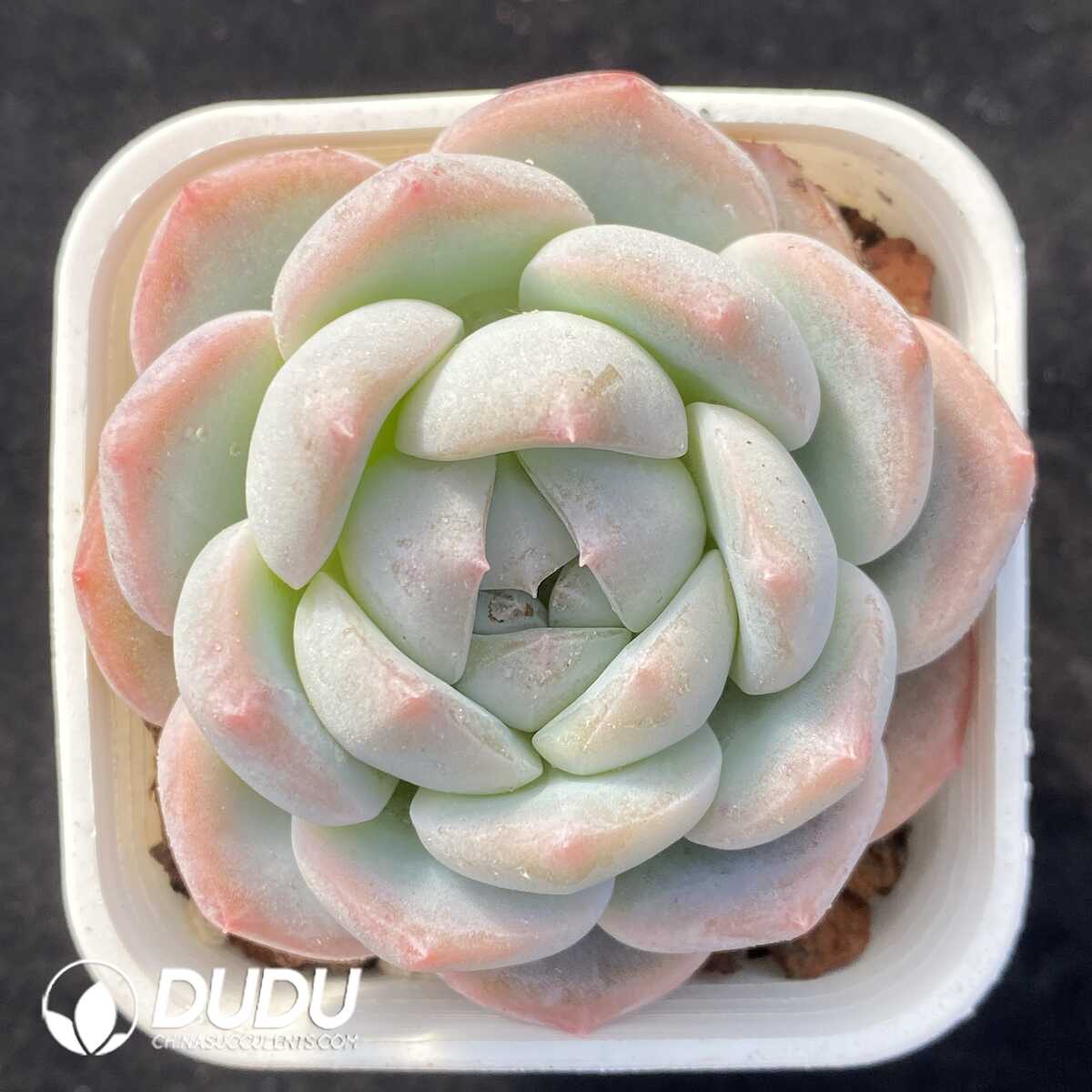 e201-505.jpg Echeveria X - Image 1