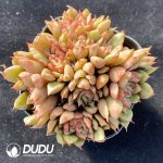 Echeveria Tesla Clustering