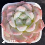 Echeveria X7